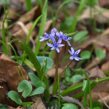 Scilla siberica Spring Beauty - Falso giacinto