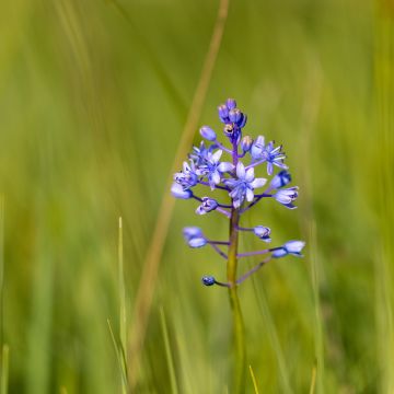 Scilla litardierei - Scilla di Litardiere