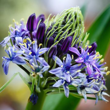 Scilla peruviana - Scilla maggiore