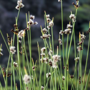 Schoenoplectus lacustris - Lisca lacustre