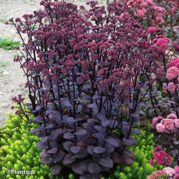 Sedum Sunsparkler Blue Pearl