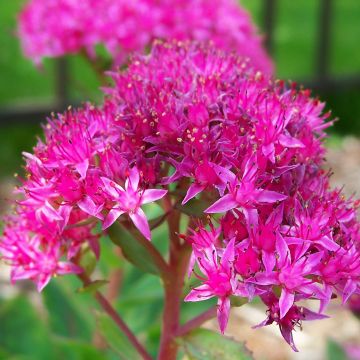 Sedum spectabile Carl - Borracina