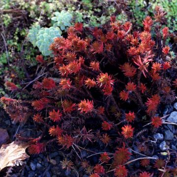 Sedum Chocolate Ball