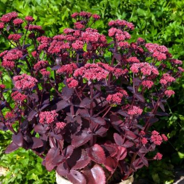 Sedum telephium Chocolate Cherry