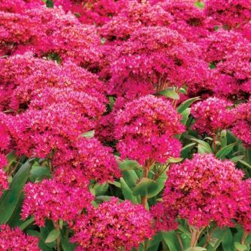 Sedum (x) telephium Class Act