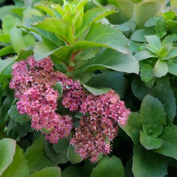 Sedum telephium Double Martini