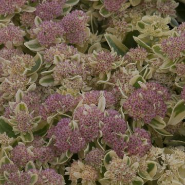 Sedum spectabile Frosted Fire - Borracina