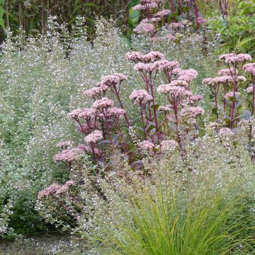 Sedum Matrona