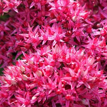 Sedum Mr Goodbud