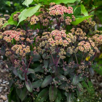 Sedum spectabile Orange Xenox - Borracina