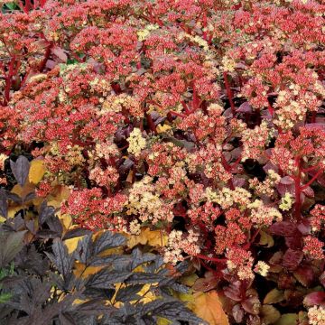 Sedum telephium Peach Pearls