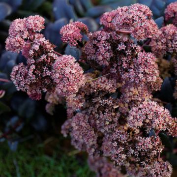 Sedum spectabile Purple Emperor - Borracina