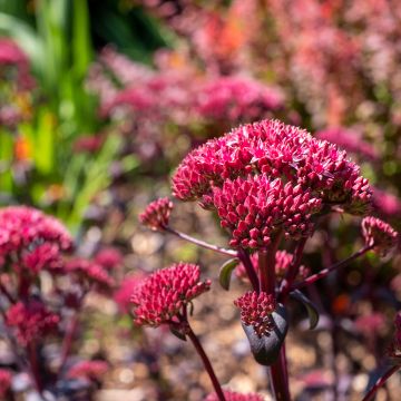 Sedum Red Cauli