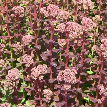 Sedum Stewed Rhubarb Mountain