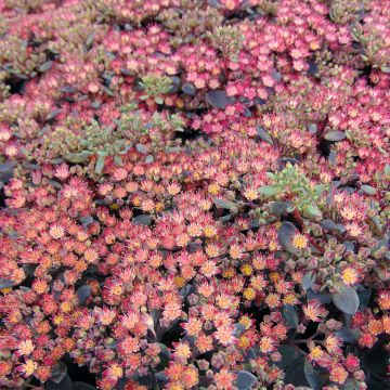 Sedum Sunsparkler Dazzleberry