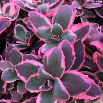 Sedum Sunsparkler Dream Dazzler