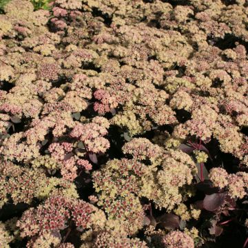 Sedum spectabile Twinkling Star - Borracina