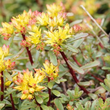 Sedum kamtschaticum var. floriferum Weihenstephaner Gold