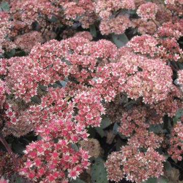 Sedum spectabile Yellow Xenox - Borracina