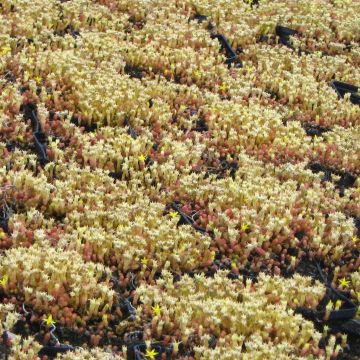 Sedum acre Yellow Queen - Borracina acre