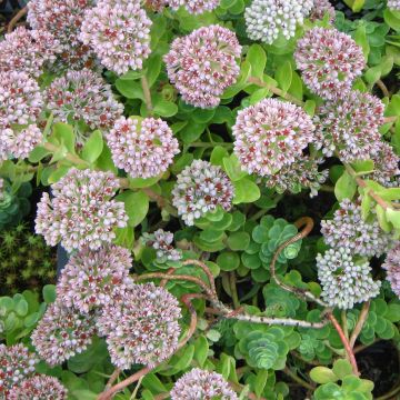 Sedum anacampseros - Borracina anacampsero