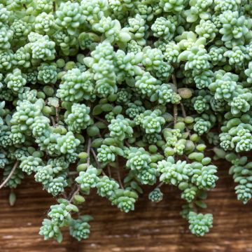 Sedum dasyphyllum - Borracina cinerea