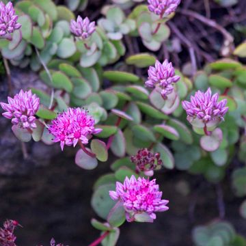 Sedum ewersii Rose