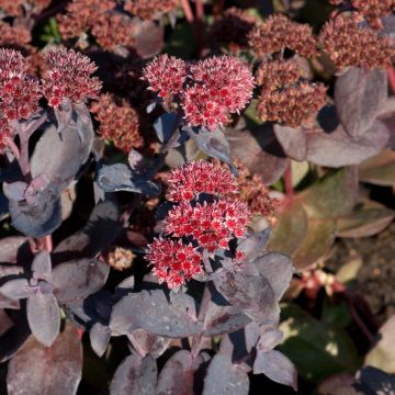 Sedum spectabile Jose Aubergine - Borracina