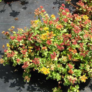 Sedum kamtchaticum Variegatum