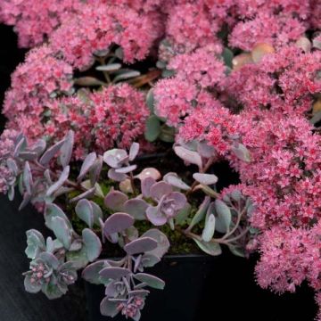 Sedum cauticola Lidakense