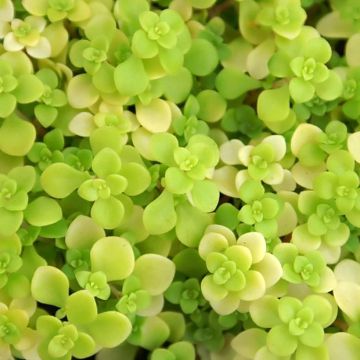 Sedum makinoi Ogon