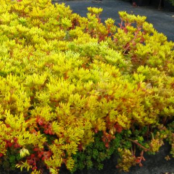 Sedum oreganum