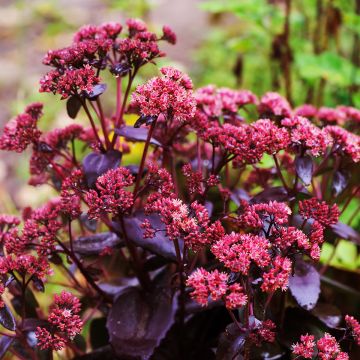 Sedum telephium Touchdown Teak