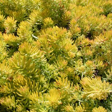 Sedum reflexum Angelina - Borracina rupestre