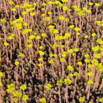 Sedum reflexum Blue Spruce - Borracina rupestre