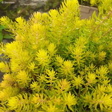 Sedum reflexum Yellow Cushion - Borracina rupestre