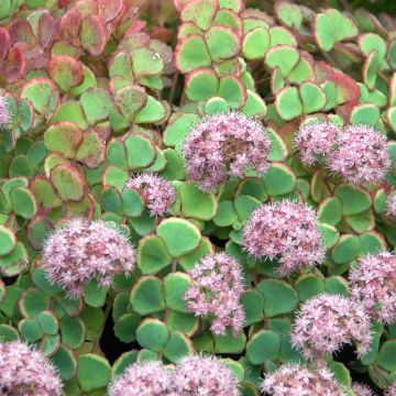 Sedum sieboldii sieboldii