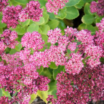 Sedum spectabile Brilliant - Borracina