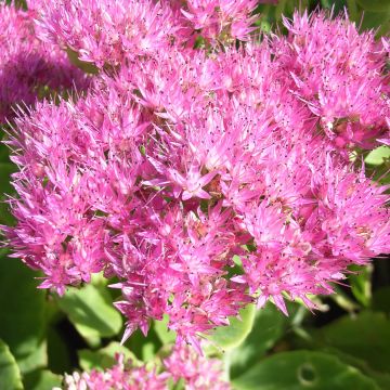 Sedum spectabile Carmen - Borracina