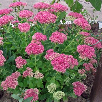 Sedum spectabile Meteor - Borracina