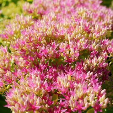 Sedum spectabile Neon - Borracina