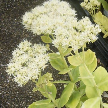 Sedum spectabile Stardust - Borracina