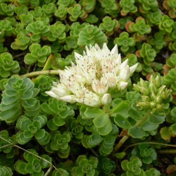 Sedum spurium Album Superbum