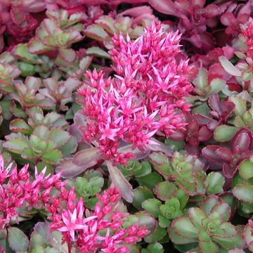 Sedum spurium Fuldaglut