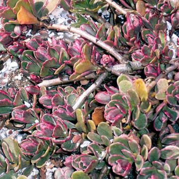 Sedum spurium Variegatum