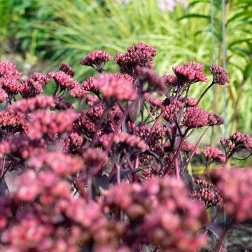 Sedum Bon Bon