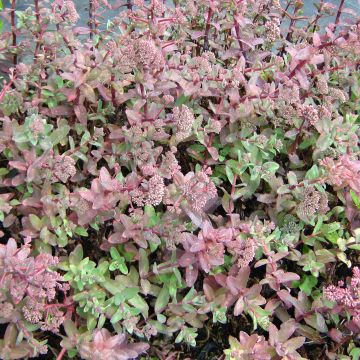 Sedum telephium El Cid