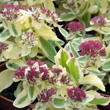 Sedum telephium Autumn Charm