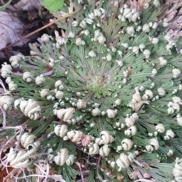 Selaginella lepidophylla - Pianta della resurrezione