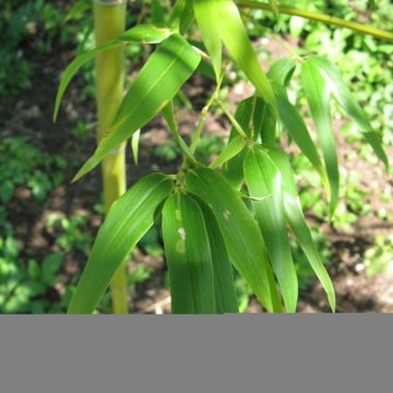 Semiarundinaria fastuosa - Bambù superbo